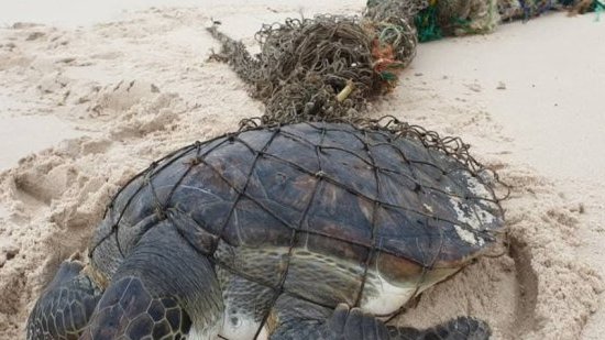 Setté-Cama&nbsp;: une tortue marine piégée, symbole de la pression humaine sur les écosystèmes côtiers