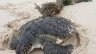 Setté-Cama&nbsp;: une tortue marine piégée, symbole de la pression humaine sur les écosystèmes côtiers