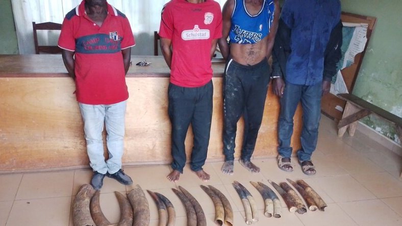 Makokou : quatre trafiquants arrêtés avec 14 défenses d’éléphants