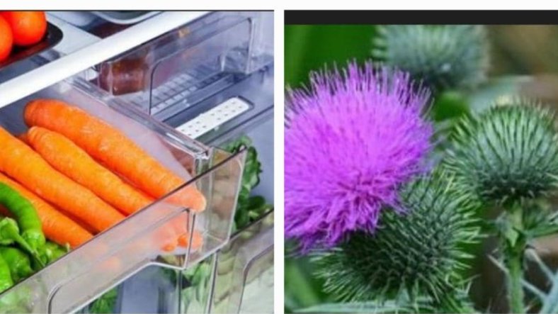 Prévention des cancers&nbsp;: phytothérapie et hygiène de vie au cœur des conférences Octobre Rose et Novembre Bleu