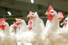 Filière avicole&nbsp;: le Gabon prépare la fin des importations de poulet de chair