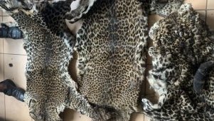 Panthères du Gabon&nbsp;: le trafic illégal persiste malgré la protection de la loi