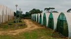 SAEG-AGROPAG&nbsp;: 826 millions de FCFA d’impayés, la terre attend, les salaires aussi
