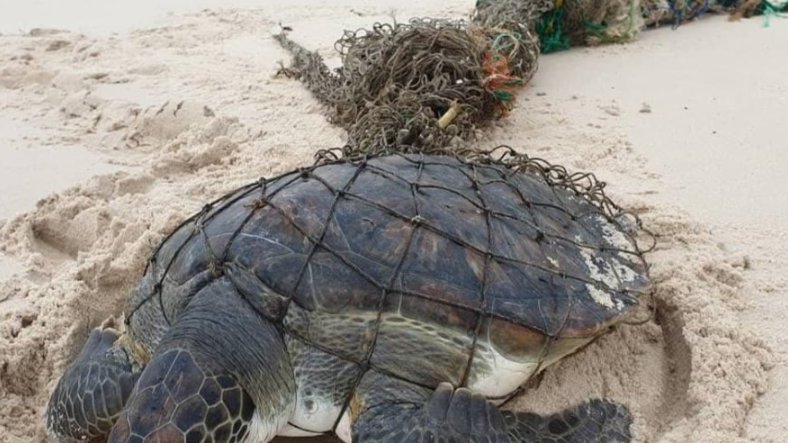 Setté-Cama&nbsp;: une tortue marine piégée, symbole de la pression humaine sur les écosystèmes côtiers