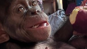 Trafic de chimpanzés&nbsp;: derrière l’interpellation de quatre suspects, les failles persistantes de la protection de la faune au Gabon
