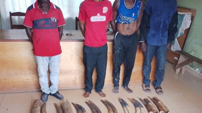 Makokou : quatre trafiquants arrêtés avec 14 défenses d’éléphants