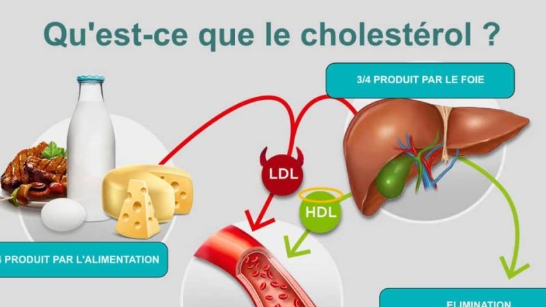 Cholestérol&nbsp;: un ennemi silencieux au cœur des maladies cardiovasculaires