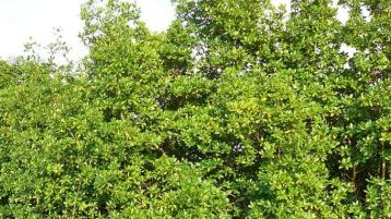 Mangrove Day 2025 : Libreville et Port-Gentil s’unissent pour protéger un trésor écologique