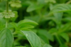 «&nbsp;Je ne mange pas sucré… et pourtant ma glycémie explose&nbsp;»