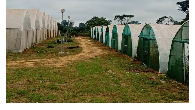 SAEG-AGROPAG&nbsp;: 826 millions de FCFA d’impayés, la terre attend, les salaires aussi