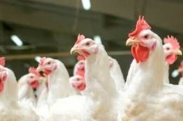Filière avicole&nbsp;: le Gabon prépare la fin des importations de poulet de chair