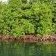 Mangrove Day 2025 : Libreville et Port-Gentil s’unissent pour protéger un trésor écologique