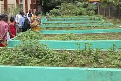 École Verte : des jardins pédagogiques pour éveiller les vocations agricoles dès le primaire