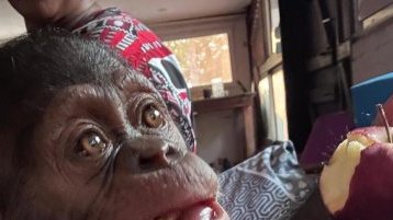 Trafic de chimpanzés&nbsp;: derrière l’interpellation de quatre suspects, les failles persistantes de la protection de la faune au Gabon