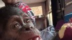 Trafic de chimpanzés&nbsp;: derrière l’interpellation de quatre suspects, les failles persistantes de la protection de la faune au Gabon