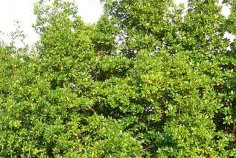 Mangrove Day 2025 : Libreville et Port-Gentil s’unissent pour protéger un trésor écologique