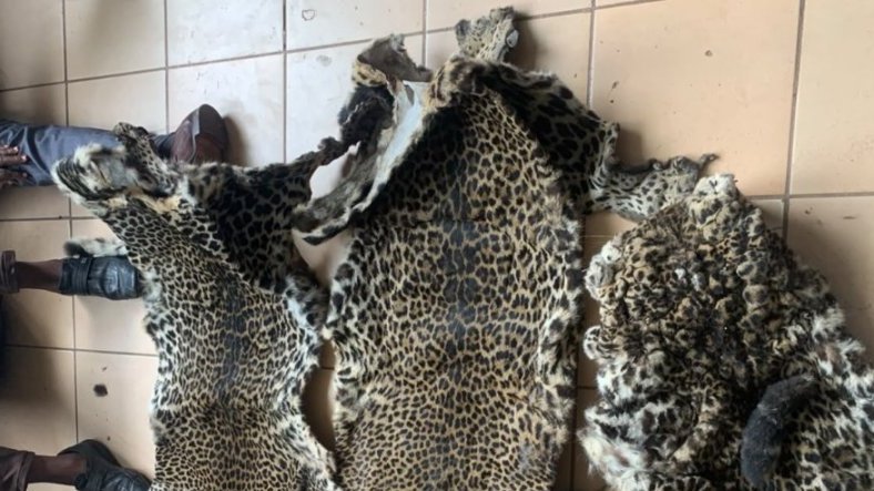 Panthères du Gabon&nbsp;: le trafic illégal persiste malgré la protection de la loi