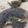 Setté-Cama&nbsp;: une tortue marine piégée, symbole de la pression humaine sur les écosystèmes côtiers