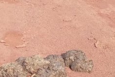 Forêt gabonaise&nbsp;: le fiacre d’éléphant, un engrais naturel aux multiples vertus