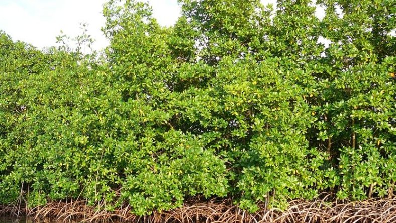 Mangrove Day 2025 : Libreville et Port-Gentil s’unissent pour protéger un trésor écologique