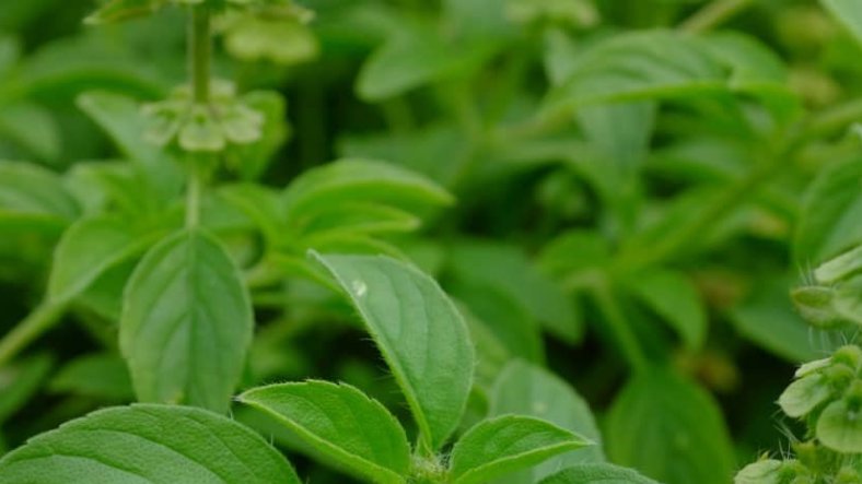 «&nbsp;Je ne mange pas sucré… et pourtant ma glycémie explose&nbsp;»