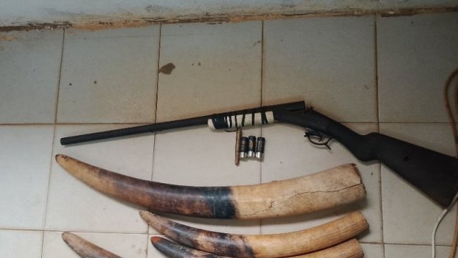 Interpellation de trois individus en possession de quatre pointes d’ivoire et de deux armes de chasse à Kango