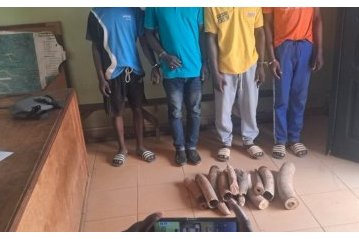 Ogooué-Ivindo&nbsp;: l’ivoire continue de circuler malgré la traque des trafiquants&nbsp;