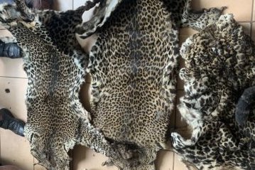Panthères du Gabon&nbsp;: le trafic illégal persiste malgré la protection de la loi