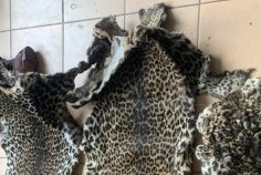 Panthères du Gabon&nbsp;: le trafic illégal persiste malgré la protection de la loi