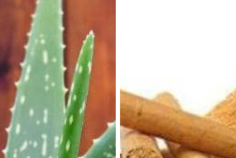 Le diabète, une maladie en pleine expansion&nbsp;: la phytothérapie comme alliée