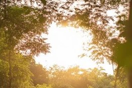 Croissance et écologie : le Gabon mise sur un avenir durable